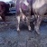 育肥肉牛，公牛母牛出肉率高、油少、出肉率高到50%以上、