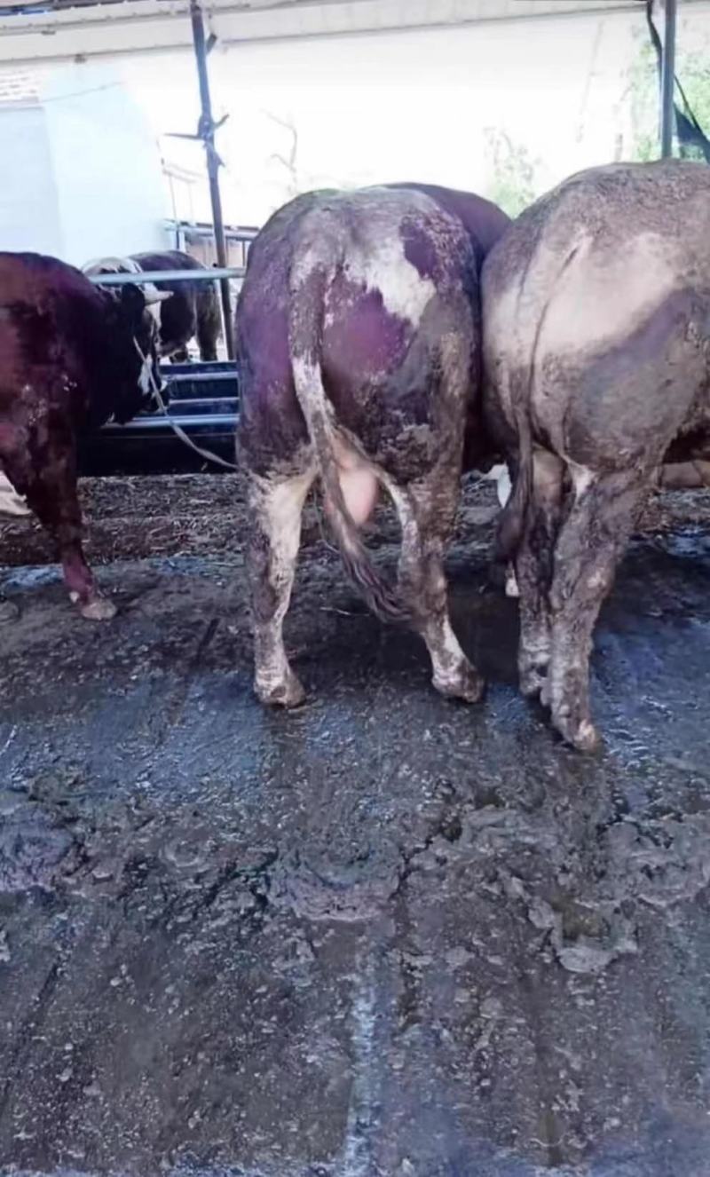育肥肉牛，公牛母牛出肉率高、油少、出肉率高到50%以上、
