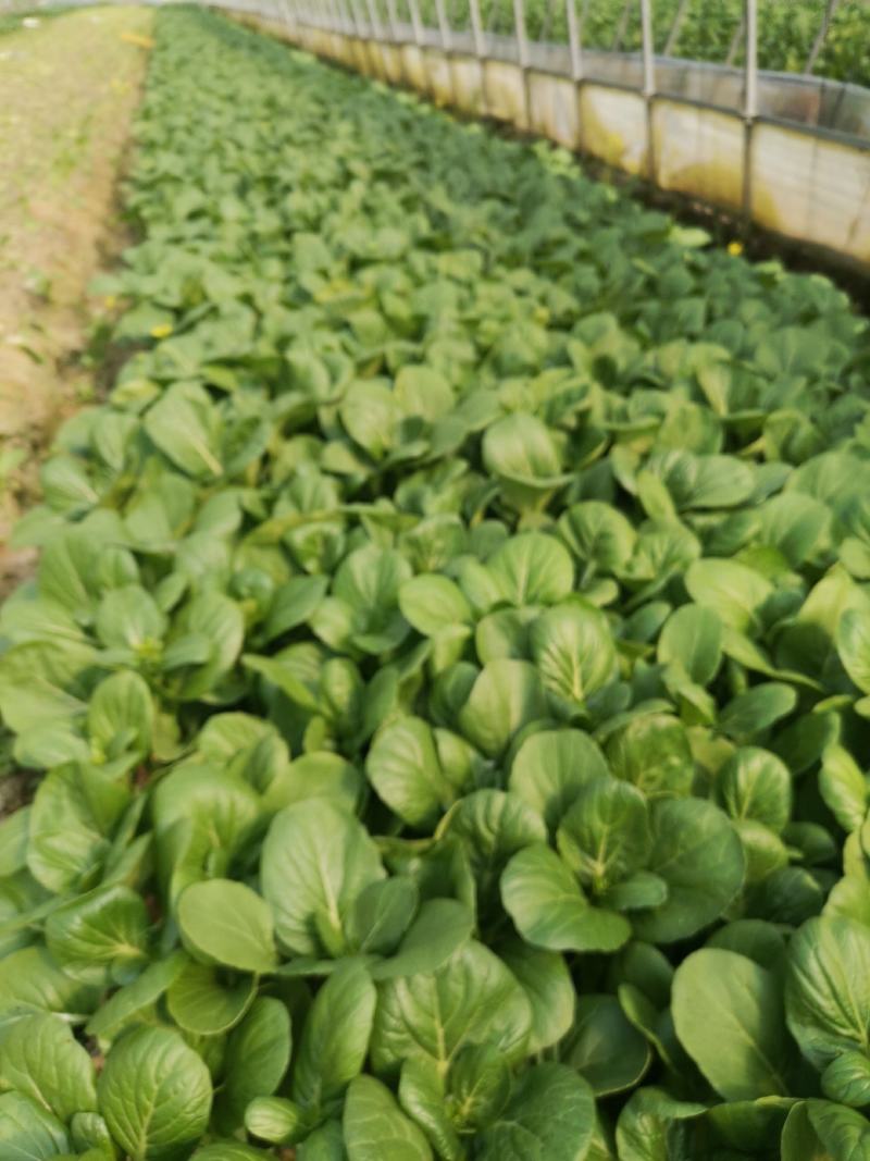 迟菜心15~20厘米
