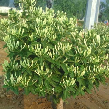 山东高含量金银花优质种苗