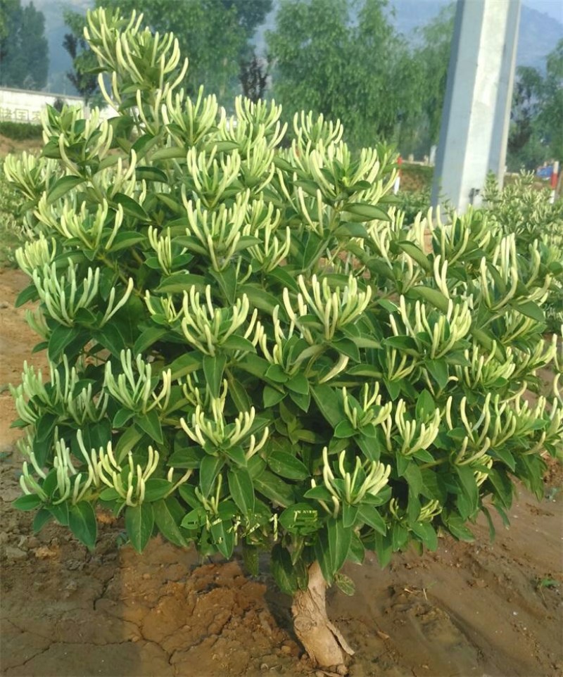 山东高含量金银花优质种苗