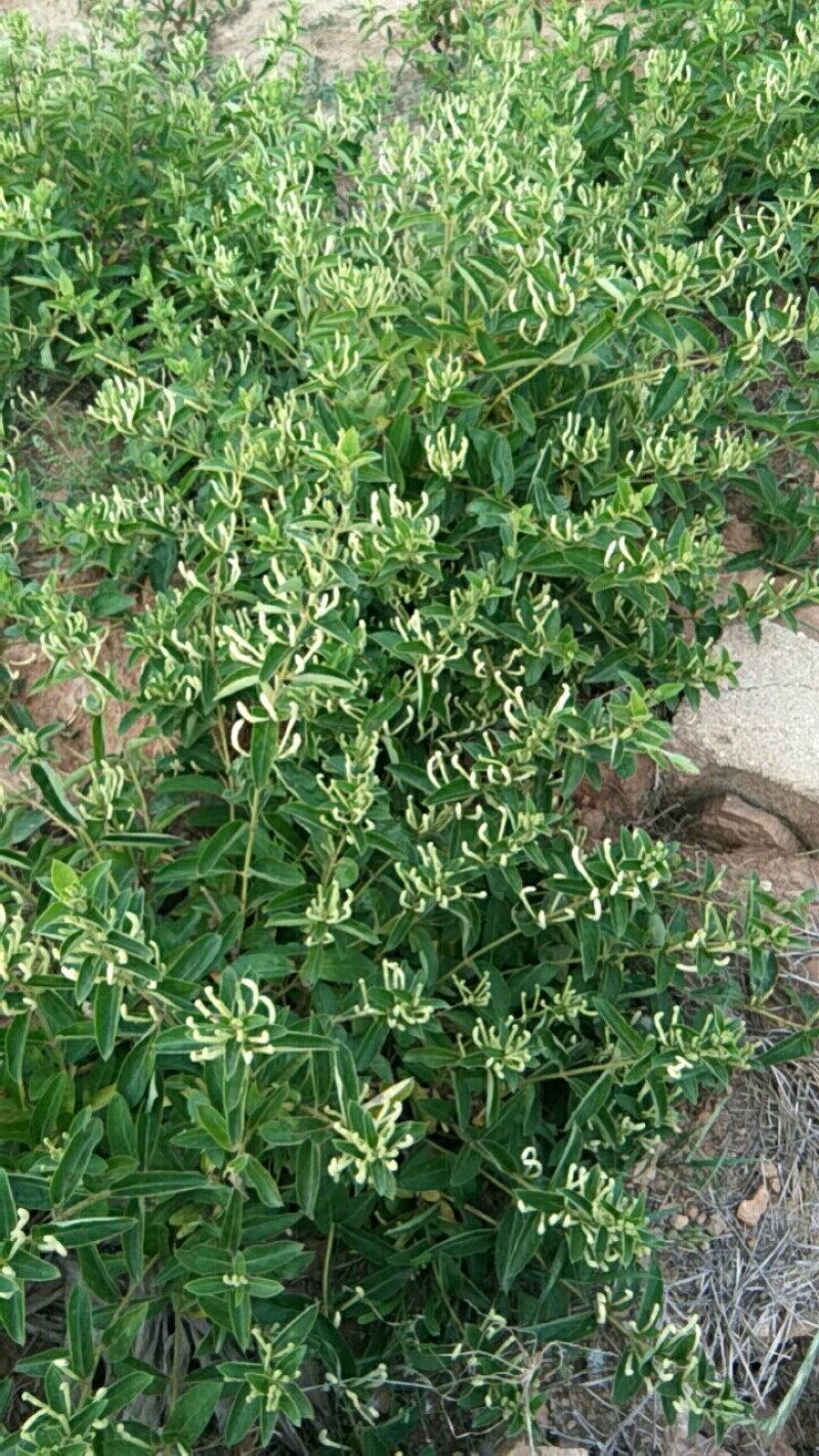 山东高含量金银花优质种苗