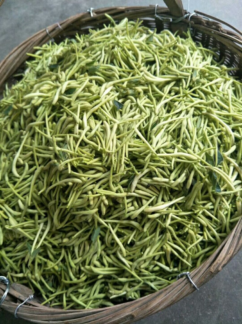 山东高含量金银花优质种苗
