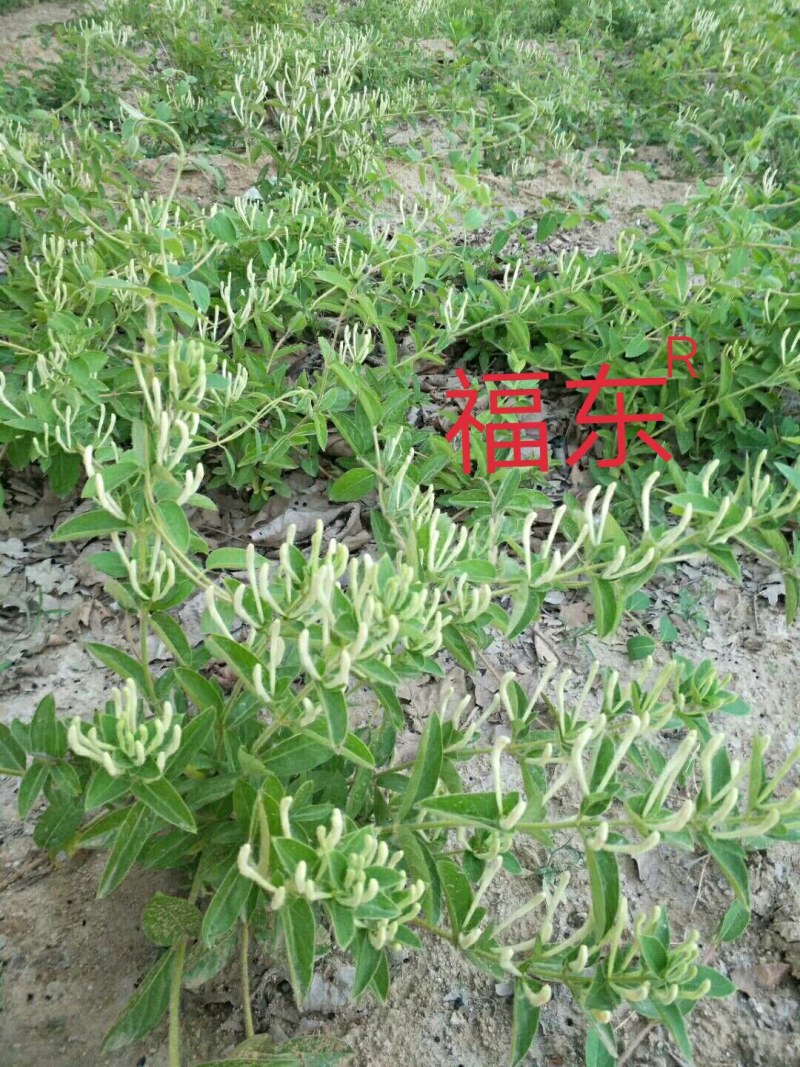山东高含量金银花优质种苗