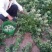 山东高含量金银花优质种苗