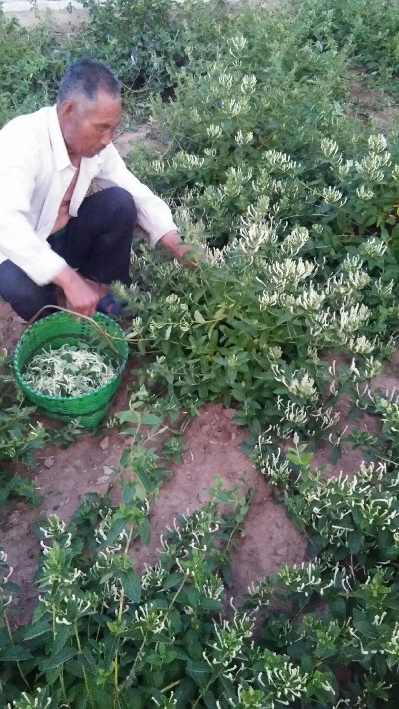 山东高含量金银花优质种苗
