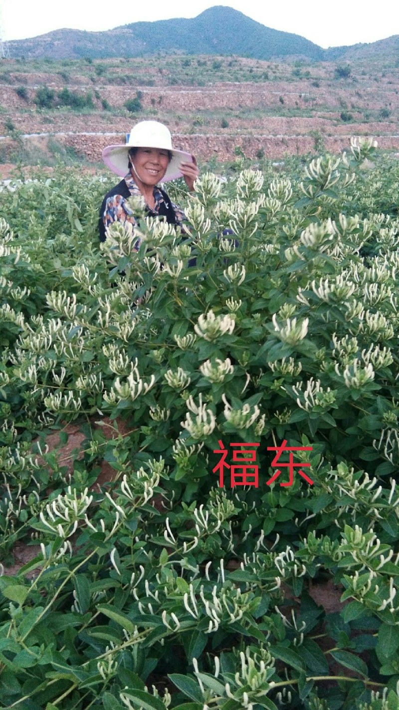 山东高含量金银花优质种苗