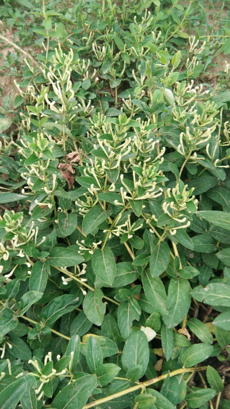 山东高含量金银花优质种苗