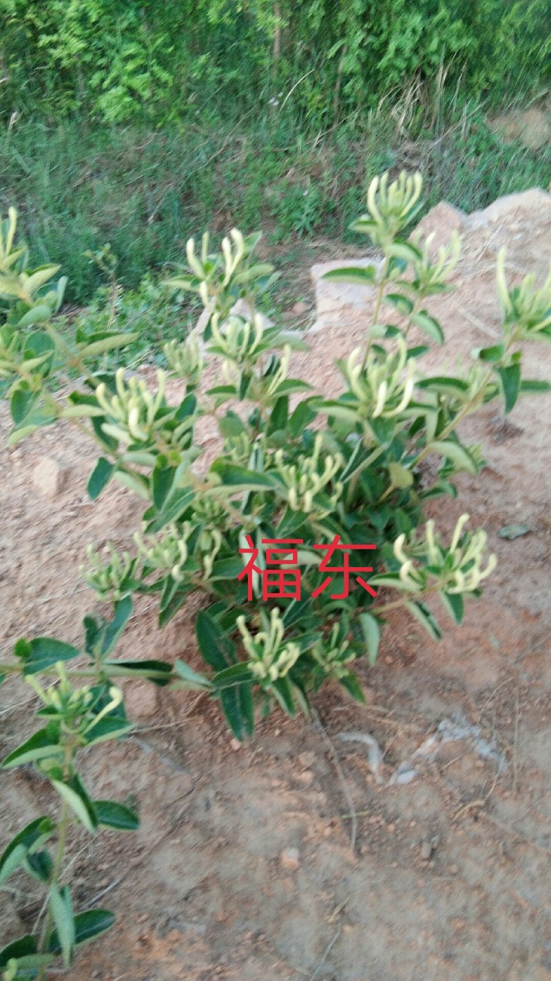 山东高含量金银花优质种苗