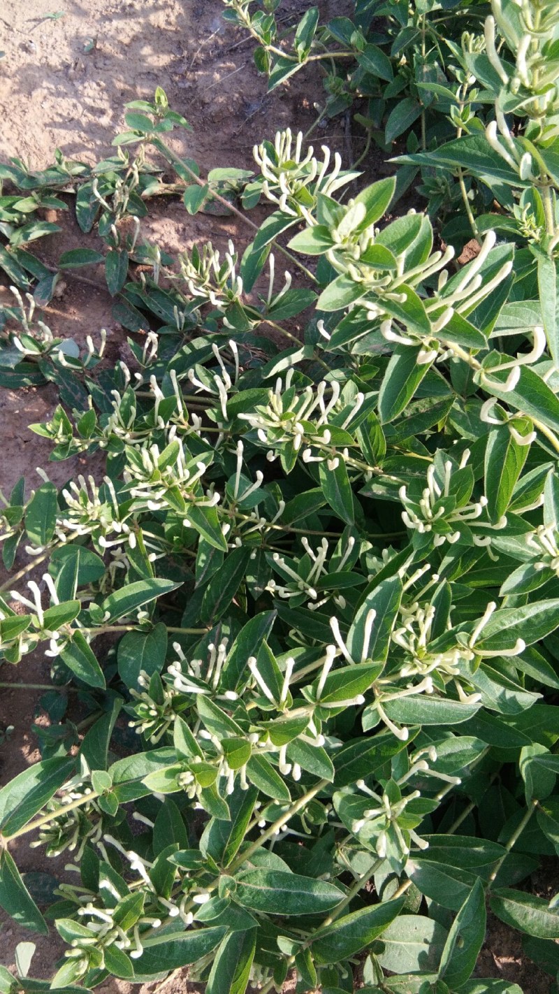 山东高含量金银花优质种苗