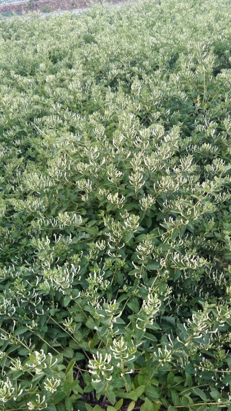 山东高含量金银花优质种苗