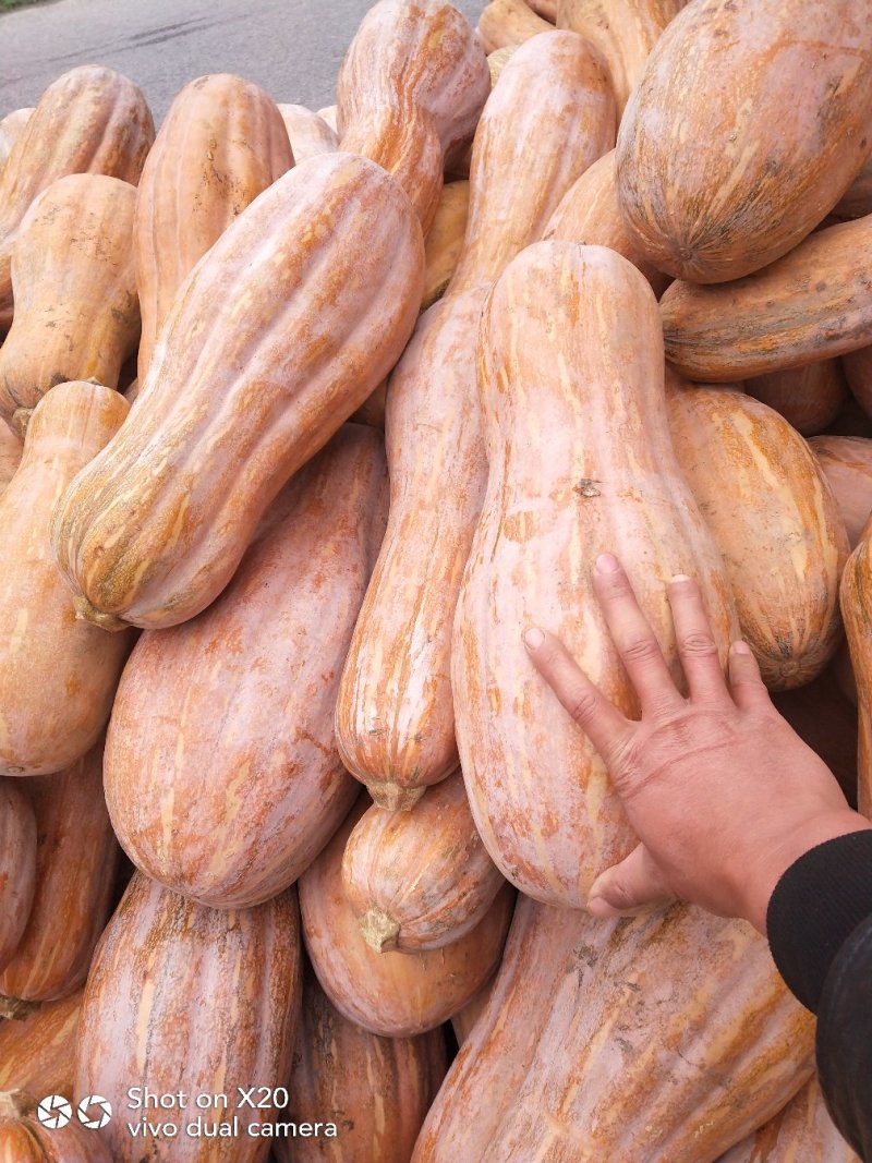 秘本南瓜