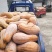 秘本南瓜