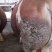 育肥肉牛，公牛母牛出肉率高、油少、出肉率高到50%以上、