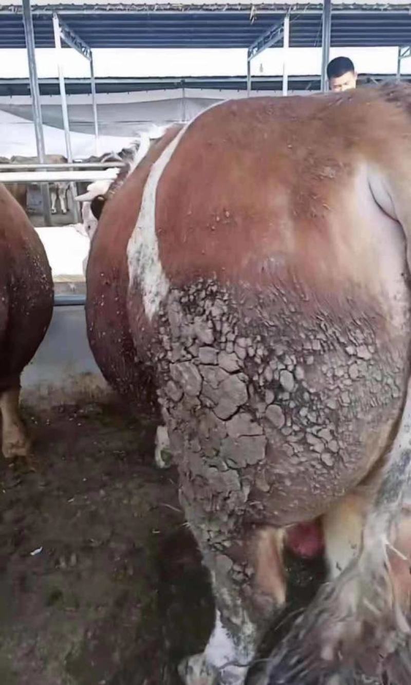 育肥肉牛，公牛母牛出肉率高、油少、出肉率高到50%以上、