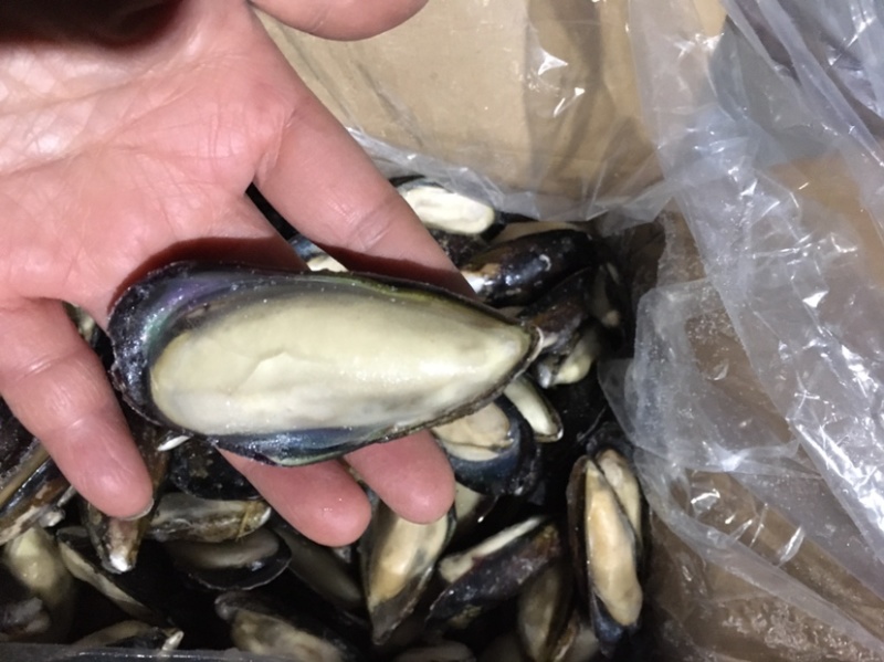 新鲜青口贝半壳肥美一箱9斤全国代发货