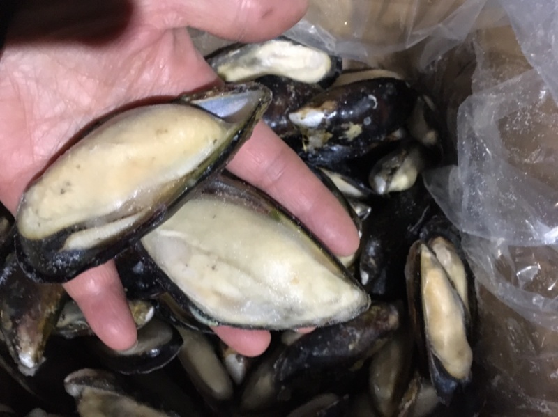 新鲜青口贝半壳肥美一箱9斤全国代发货