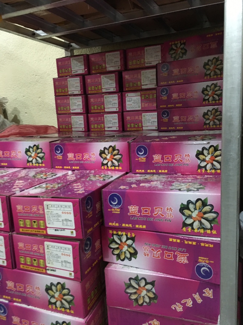 新鲜青口贝半壳肥美一箱9斤全国代发货