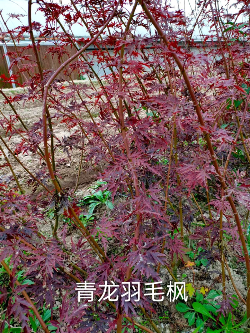青龙羽毛枫小苗产地批发供应一款直立羽毛枫长势快抗性好