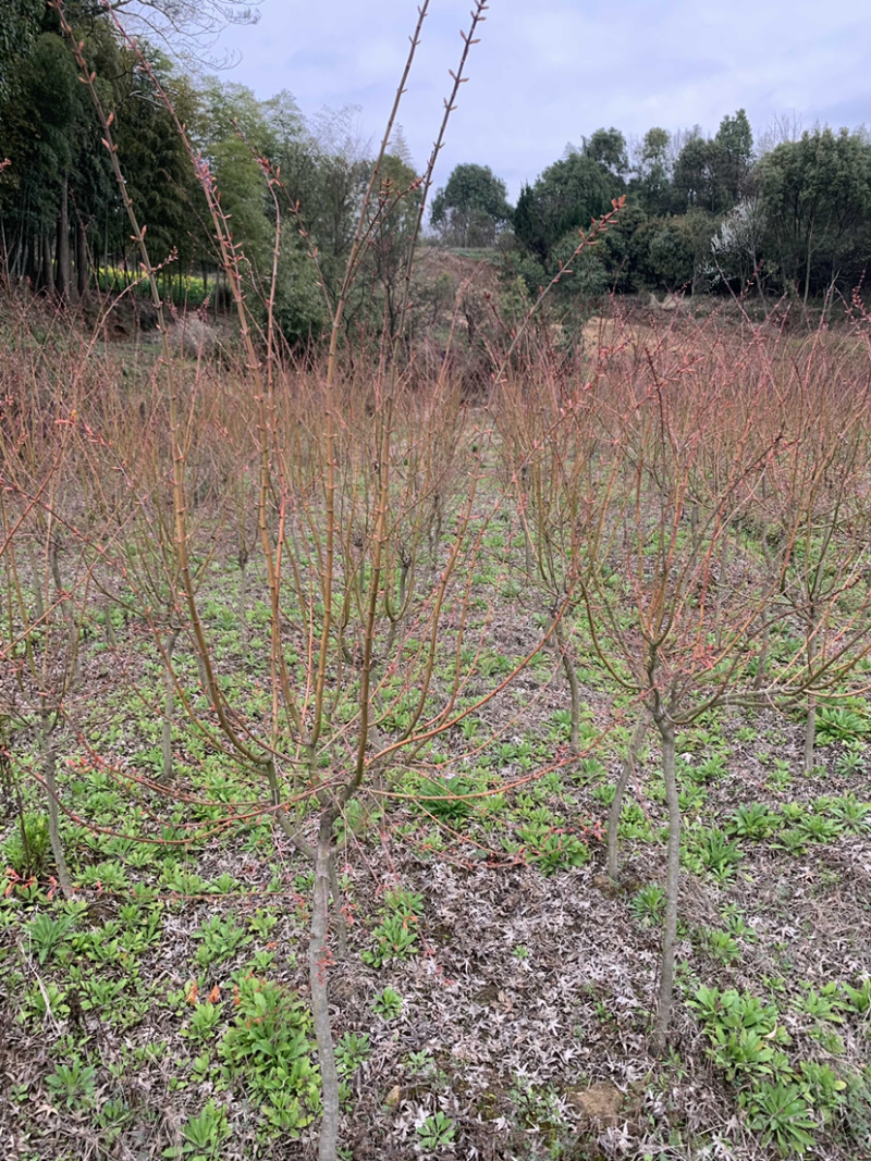 青龙羽毛枫小苗产地批发供应一款直立羽毛枫长势快抗性好