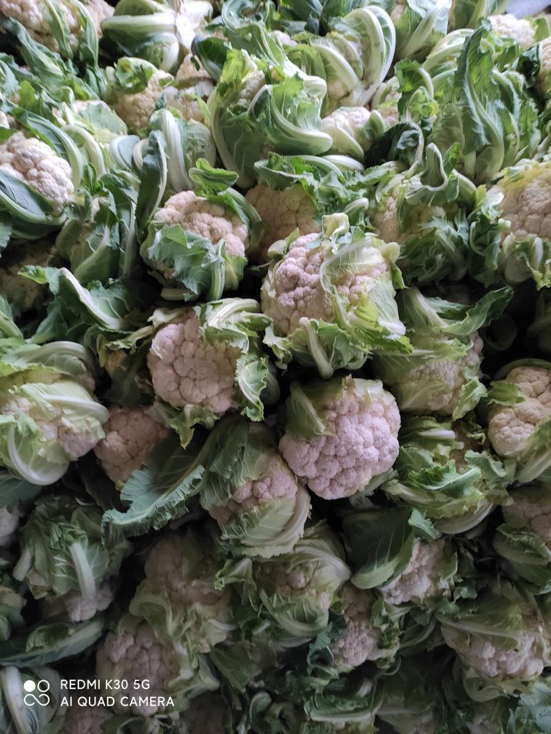 湖北基地货，地头鲜，天门花耶菜花，小白花诚信经营