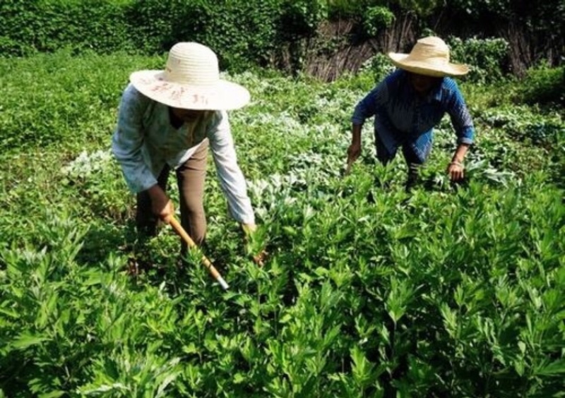 野生鲜艾叶(干)家乡纯野生艾草直销无农药无化肥污染