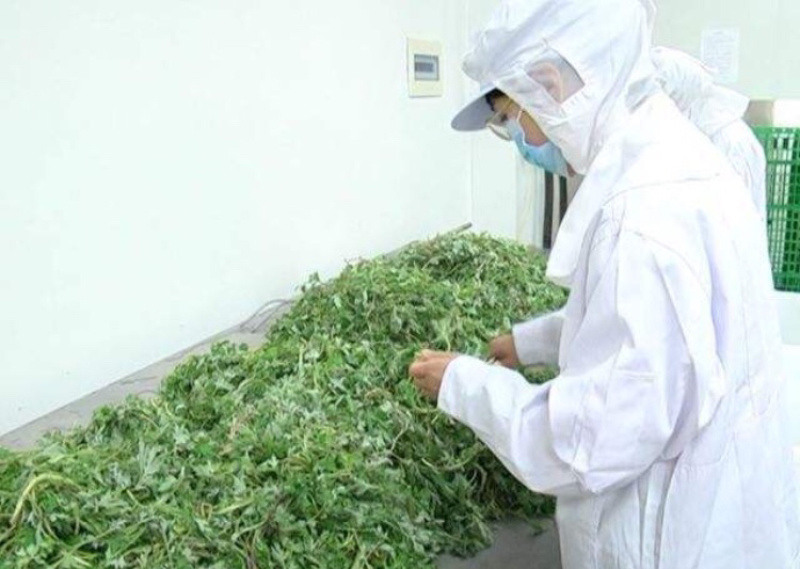 野生鲜艾叶(干)家乡纯野生艾草直销无农药无化肥污染