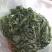野生鲜艾叶(干)家乡纯野生艾草直销无农药无化肥污染