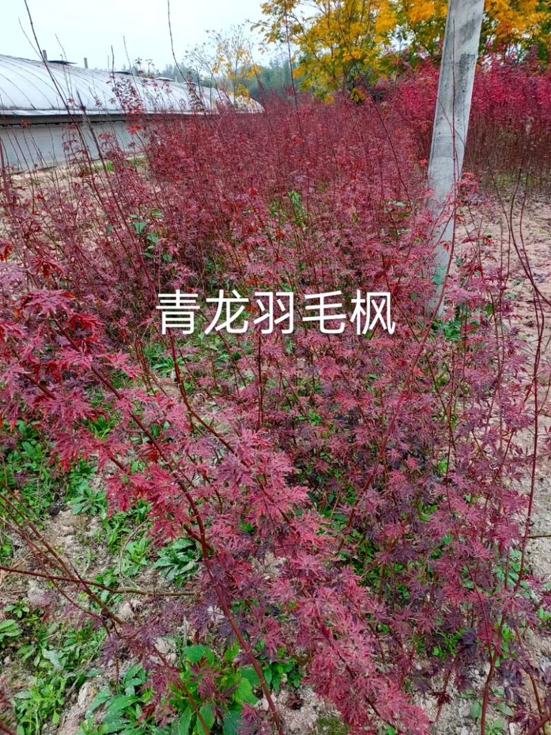 青龙羽毛枫小苗产地批发供应一款直立羽毛枫长势快抗性好