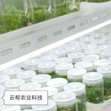 草莓苗红颜隋珠章姬等等
