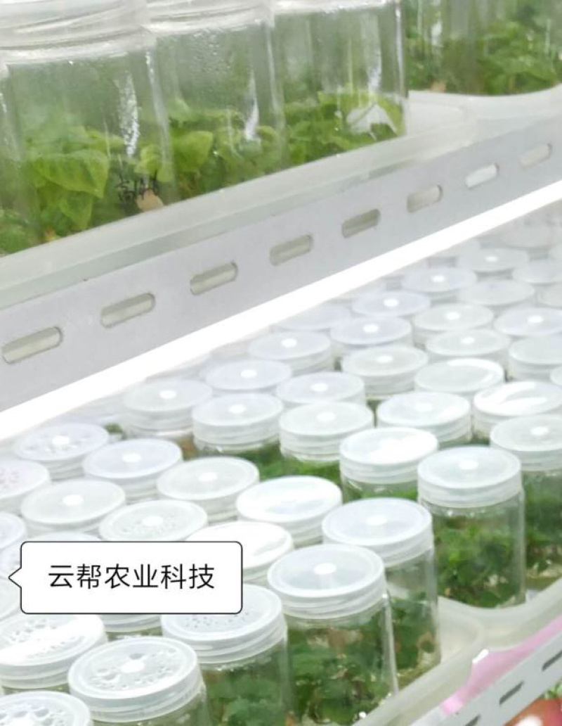 草莓苗红颜隋珠章姬等等