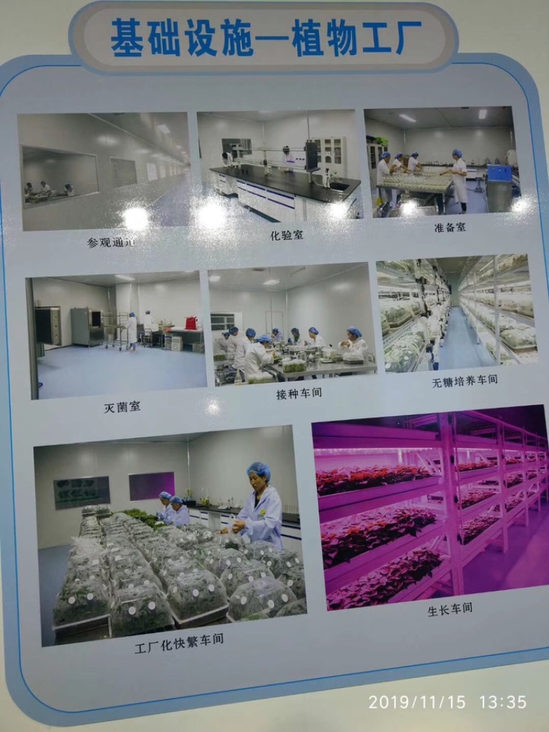 草莓苗红颜隋珠章姬等等