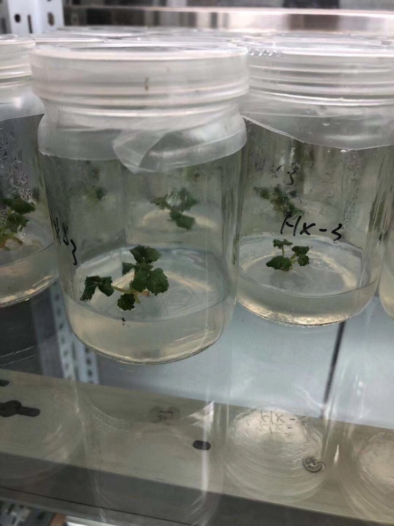 草莓苗红颜隋珠章姬等等