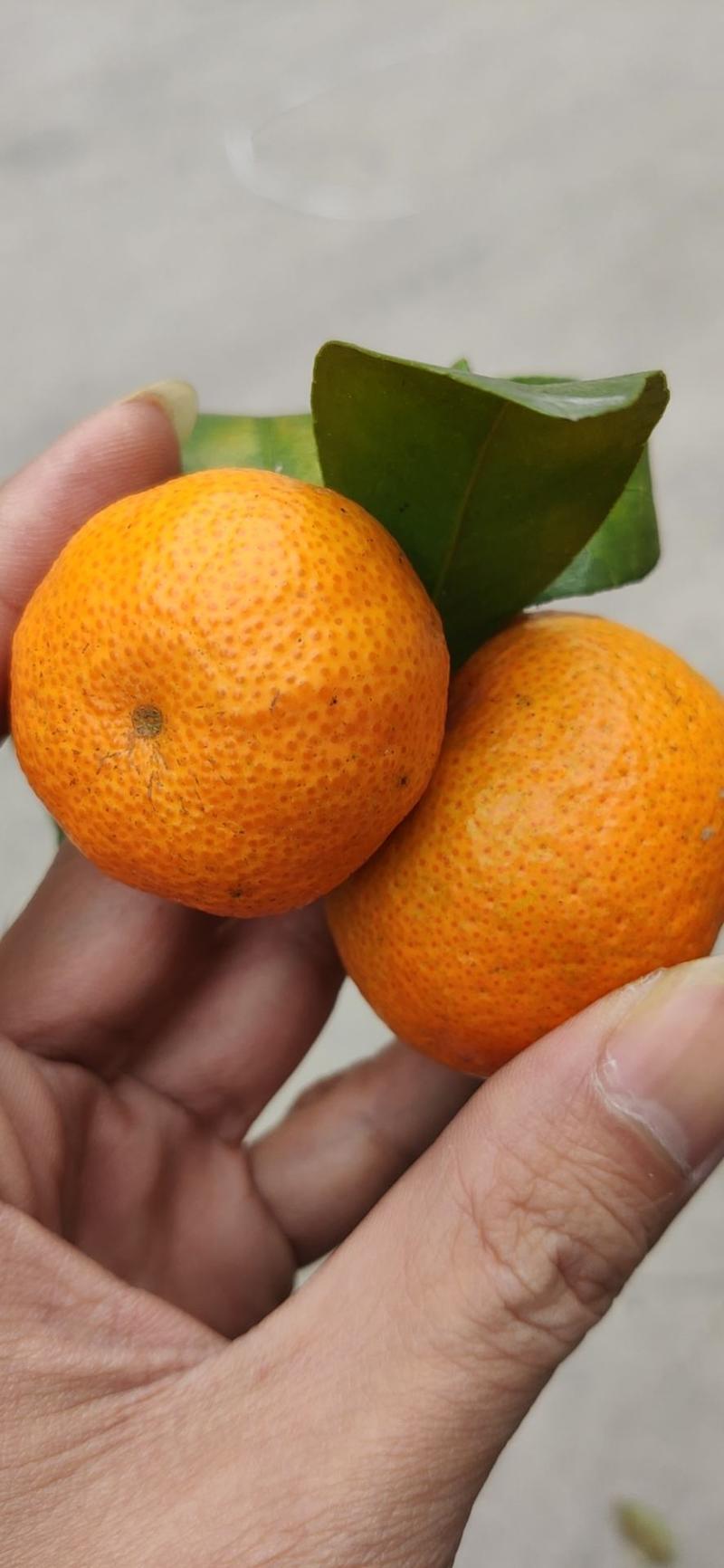 沙糖桔广西正宗砂糖橘一件代发招代理电商果大量供应