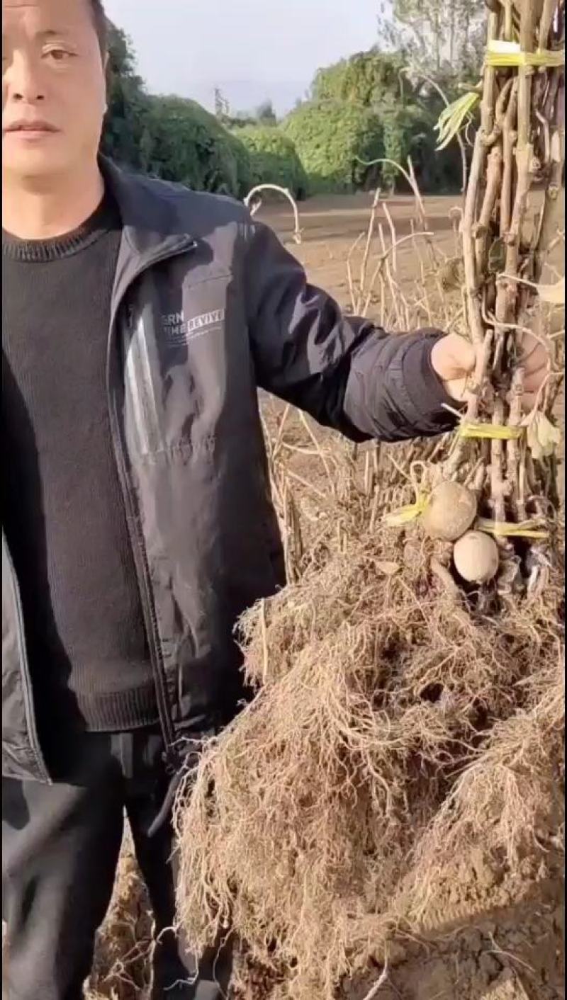 G3G9黄心果肉猕猴桃苗，口感香甜产量高易管理。