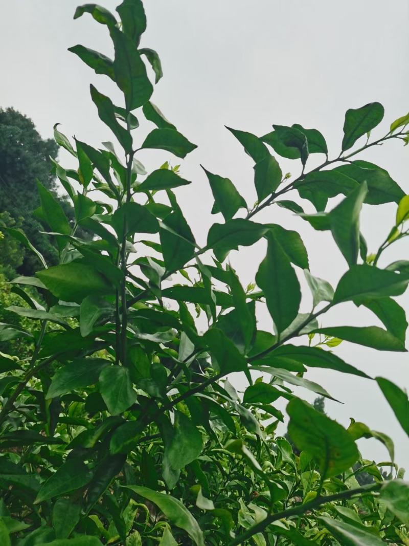 爱莎柑橘枝条(华美1号)品种保证基地自销现货供应