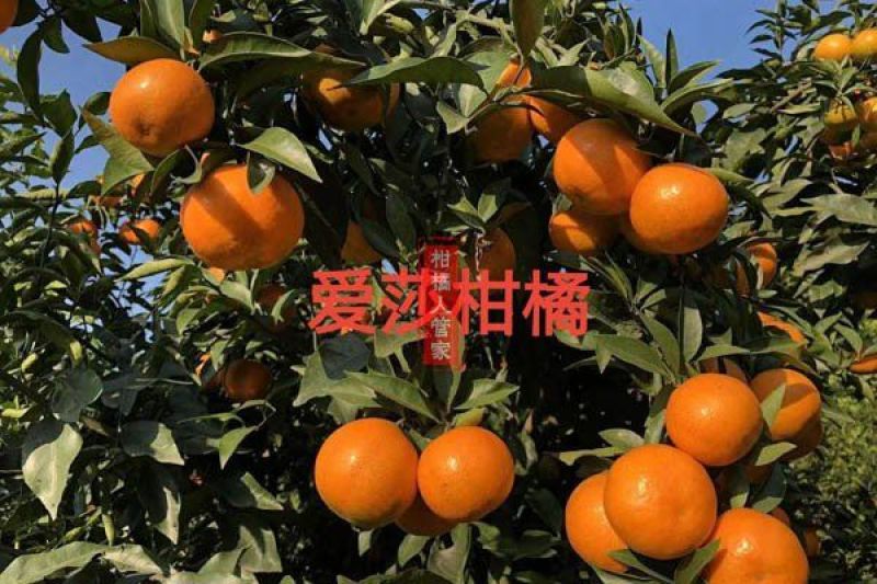 爱莎柑橘枝条(华美1号)品种保证基地自销现货供应
