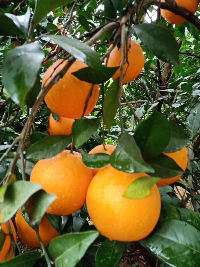 广西纽荷尔脐橙果园看货货源充足【比初恋还甜的】