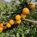 ，广西红江橙果，11月份大量上市，货源充足，