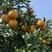 ，广西红江橙果，11月份大量上市，货源充足，