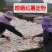 红薯粉条，山东沂蒙山正宗红薯粉条，纯手工制作产地直发