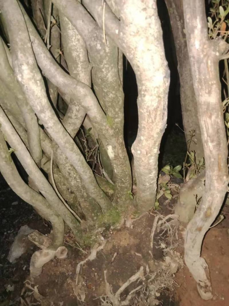 映山红（国旗红）树桩，下山桩，熟桩