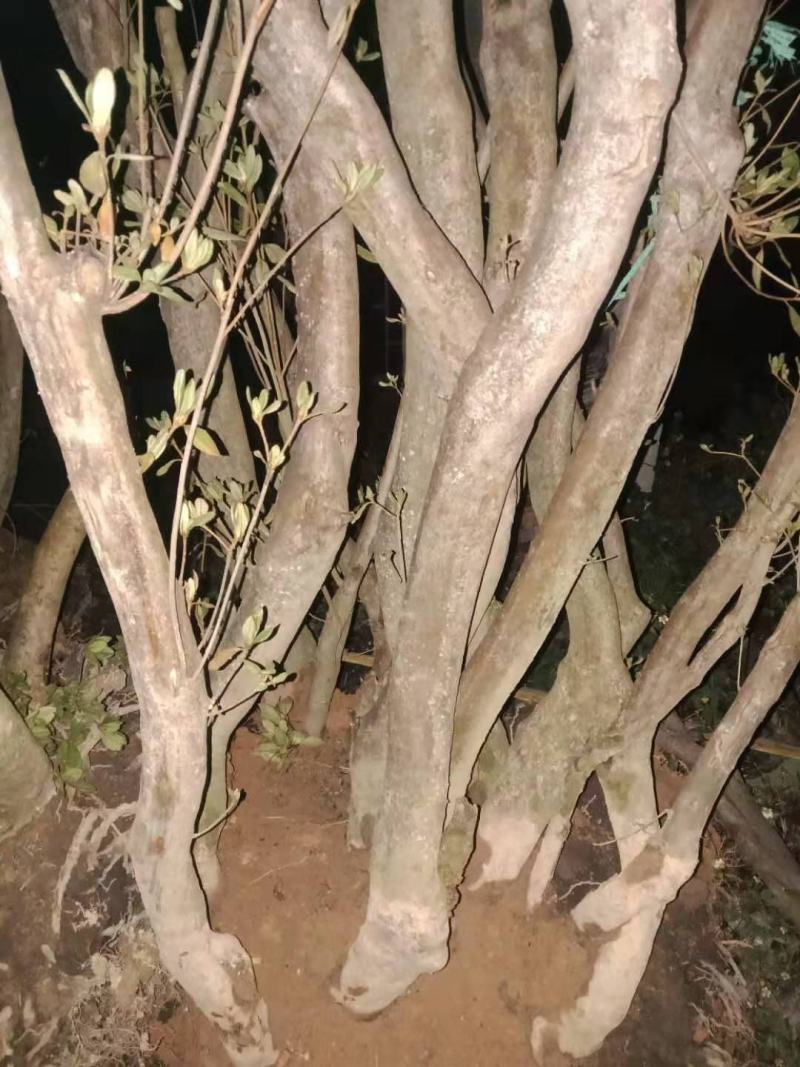 映山红（国旗红）树桩，下山桩，熟桩