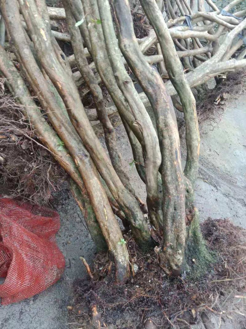映山红（国旗红）树桩，下山桩，熟桩