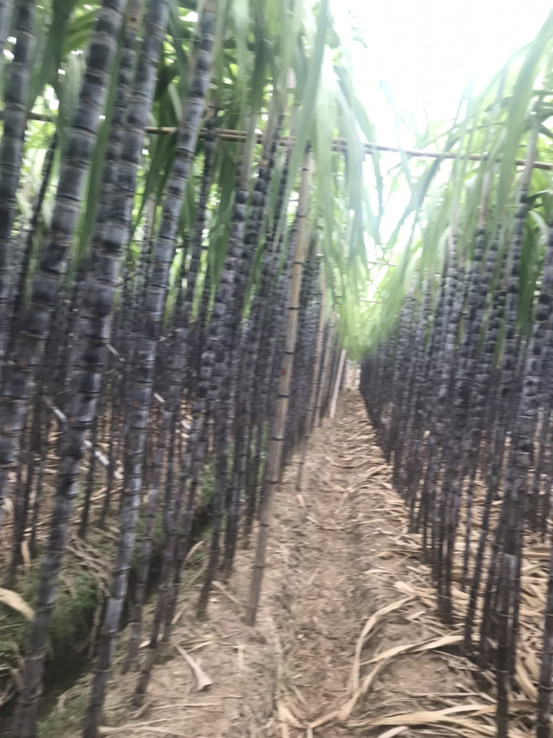 廿庶