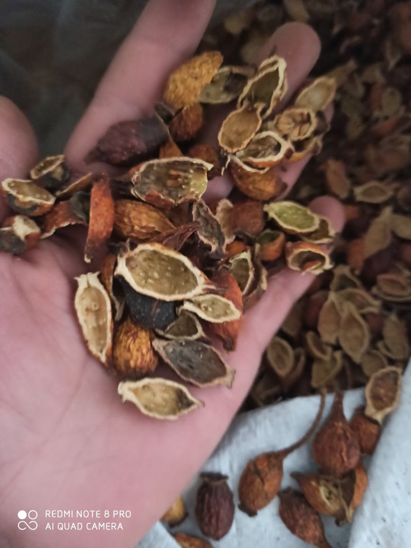 金樱子代打粉各种规格干货专业批发中药