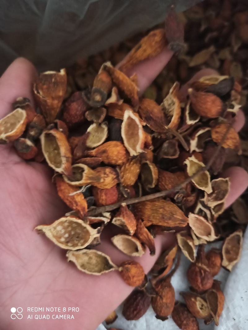 金樱子代打粉各种规格干货专业批发中药