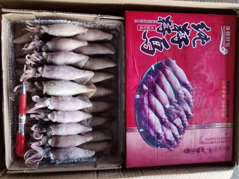 笔管鱼，新鲜笔管鱼，全籽坞海兔，全国代发货
