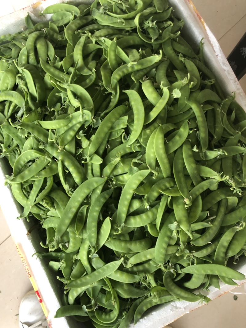 横县荷兰豆豌豆荷兰豆