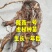 虎杖种子包发芽包成活率免费技术指导产品包回收